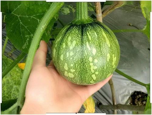 产后可以吃小瓜吗,小瓜——适宜的产后美食选择