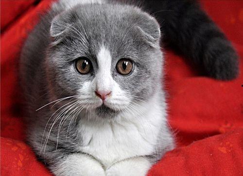 娱乐吃瓜君折耳猫坐姿,娱乐吃瓜君的萌态瞬间