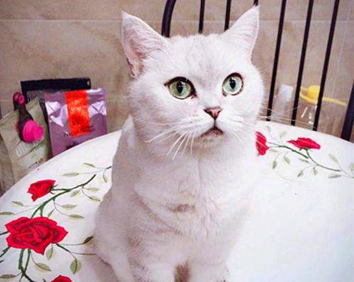 七七和铲屎官娱乐吃瓜君,吃瓜君带你揭秘娱乐圈幕后故事