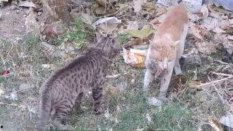 娱乐吃瓜小野猫,揭秘娱乐圈那些不为人知的秘密