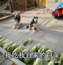 娱乐吃瓜酱柯基